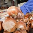 Por Martín Grosz  –  Fuente: Clarin Consumo.La lechuga, la cebolla y el morrón siguen muy caros. Y ahora el tomate subió 70% en sólo diez días. Culpan al clima. El […]